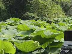 -白鹭湾湿地公园