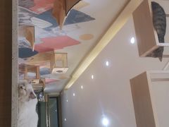 大堂-滚猫咖啡·猫咖·猫友好撸猫(未来城店)