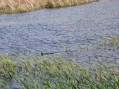 -野鸭湖国家湿地公园