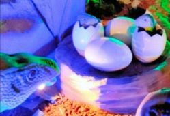 -恐龙探索乐园(磁器口店)