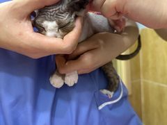 -瑞派名望24h动物医院异宠专科·猫专科·骨科·重症监护分院