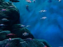 -上海海洋水族馆