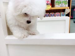 -瑞鹏宠物医院·微创内窥镜·骨外科·牙科(翠竹分院)