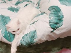 -十年猫舍·猫咪专门店(普陀店)
