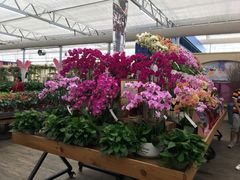 -荷兰花海