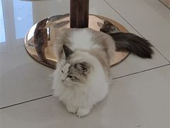 -鼓捣猫呢主题猫咖店