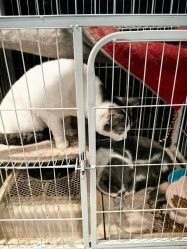 点击看大图 -酷嗒动物文化乐园(cutezoo西溪乐天城店)