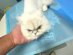 -纳吉亚猫专科动物诊疗中心(蒋宅口分院)