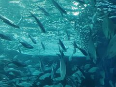 -上海海洋水族馆