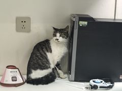 -佳怡动物医院·平价24小时·猫专科骨外科