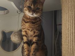 -琪喵猫屋·撸猫猫咖·猫舍