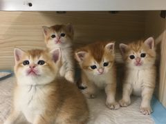 -十年猫舍·猫咪专门店(普陀店)
