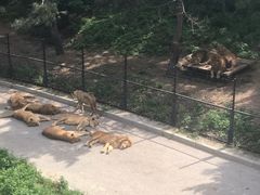 -大连森林动物园