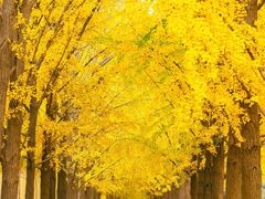 -三里屯东五街银杏大道