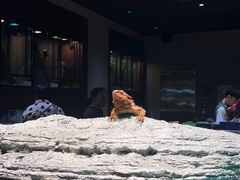 -帕帕拉兹宠物(亚洲旗舰店)