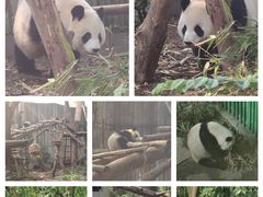 -成都大熊猫繁育研究基地