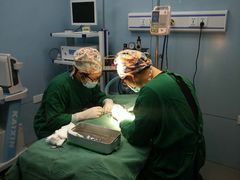 -菲丽丝宠物医院·24小时·猫科中心·免疫点(淮海分院)