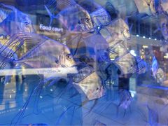 -迪拜水族馆及水下动物园