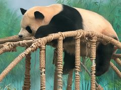 -杭州动物园