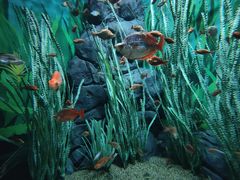 -上海海洋水族馆