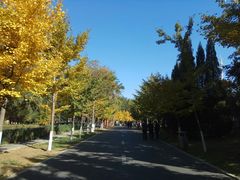-长白岛森林公园