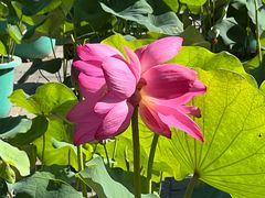 -莲花池公园