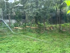 -深圳野生动物园
