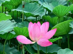 -荷塘月色湿地公园·向阳花洲