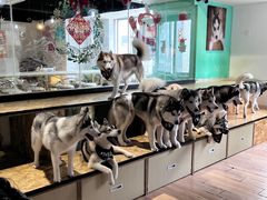 -Husky Go! 哈士奇体验馆·宠物咖啡厅狗咖