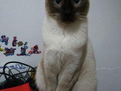 -圣宠动物医院·犬猫专科·影像中心·外科中心