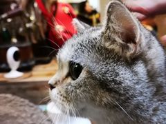 -猫色咖啡·猫咖