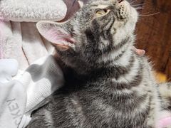 -喵zoo家庭繁育猫舍(尖东智能花园店)