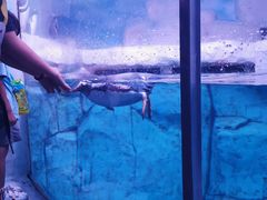 -暹罗海洋世界