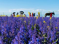 -青海湖国家重点风景名胜区