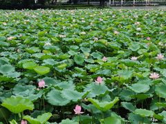-荔湾湖公园