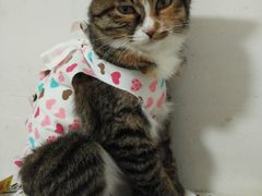 -纳吉亚猫专科动物诊疗中心(蒋宅口分院)