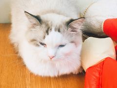 -滚猫咖啡·猫咖·猫友好撸猫(未来城店)