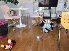 -汪说·狗咖·拼豆·宠物周边DIY(旺城大厦店)