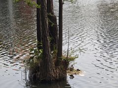 -深圳龙潭公园