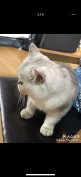 -英刺青 纹身 洗纹身