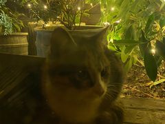 -酷cigar&whisky·bar(神仙树店)