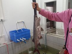 -鸿渡渔庄·特色鸭咀鱼