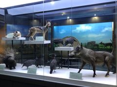 -国家自然博物馆