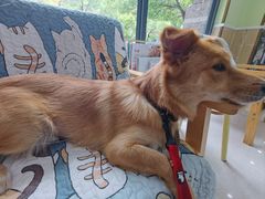 -瑞鹏宠物医院犬猫全科(真大分院)