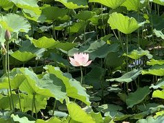 -荔湾湖公园