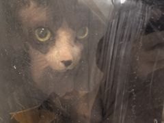 -美联众合动物医院·24h转诊中心