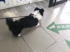 -爱侣宠医·鹦鹉专科·小型哺乳类·异宠专科(灵石路店)