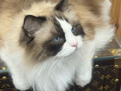 -青奢宠物·青奢猫舍