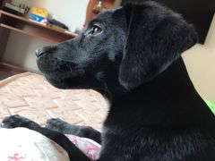 -翊宠yipet猫狗购宠庄园犬舍•猫舍