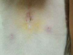 android_upload_pic-美联众合动物医院·24h京西诊疗中心